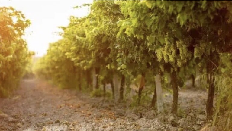 Prosecco - Der Ultimative Guide | Cocktail Society